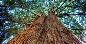 Redwood Cedar Tree